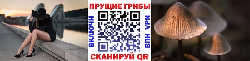 Псилоцибиновые грибы ЛСД  Купить где  Новый Оскол 